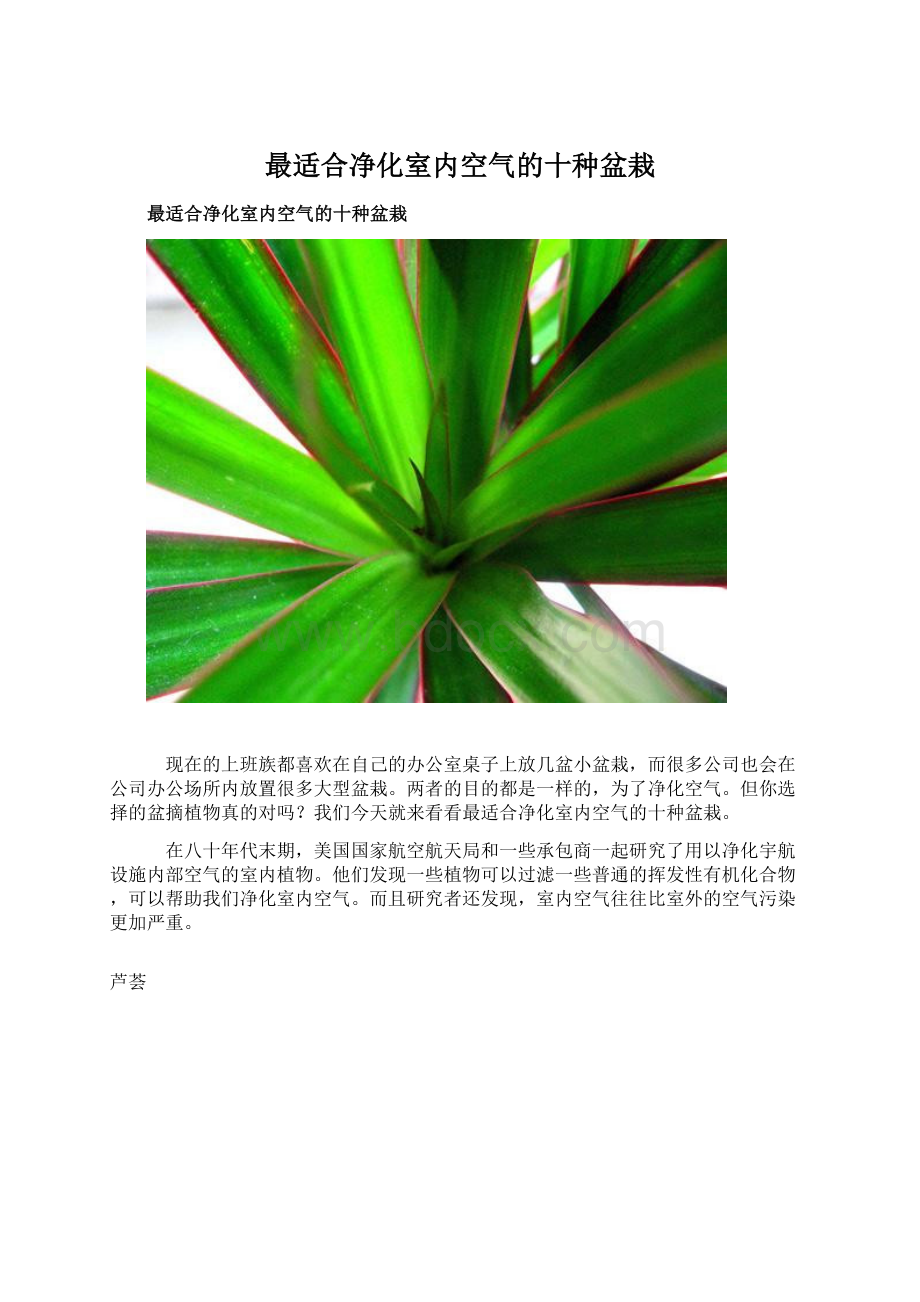 最适合净化室内空气的十种盆栽.docx