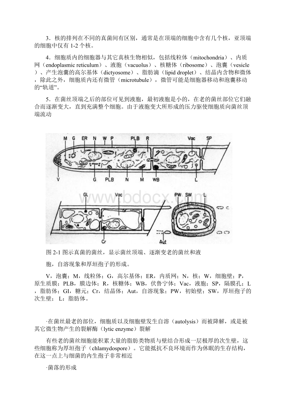 2真菌的营养体2Word下载.docx_第2页