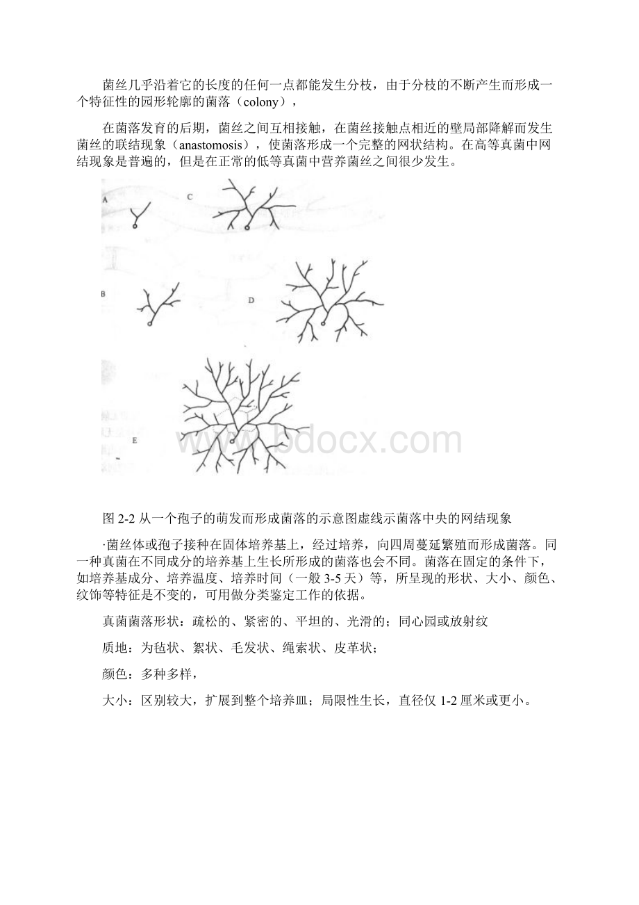 2真菌的营养体2Word下载.docx_第3页