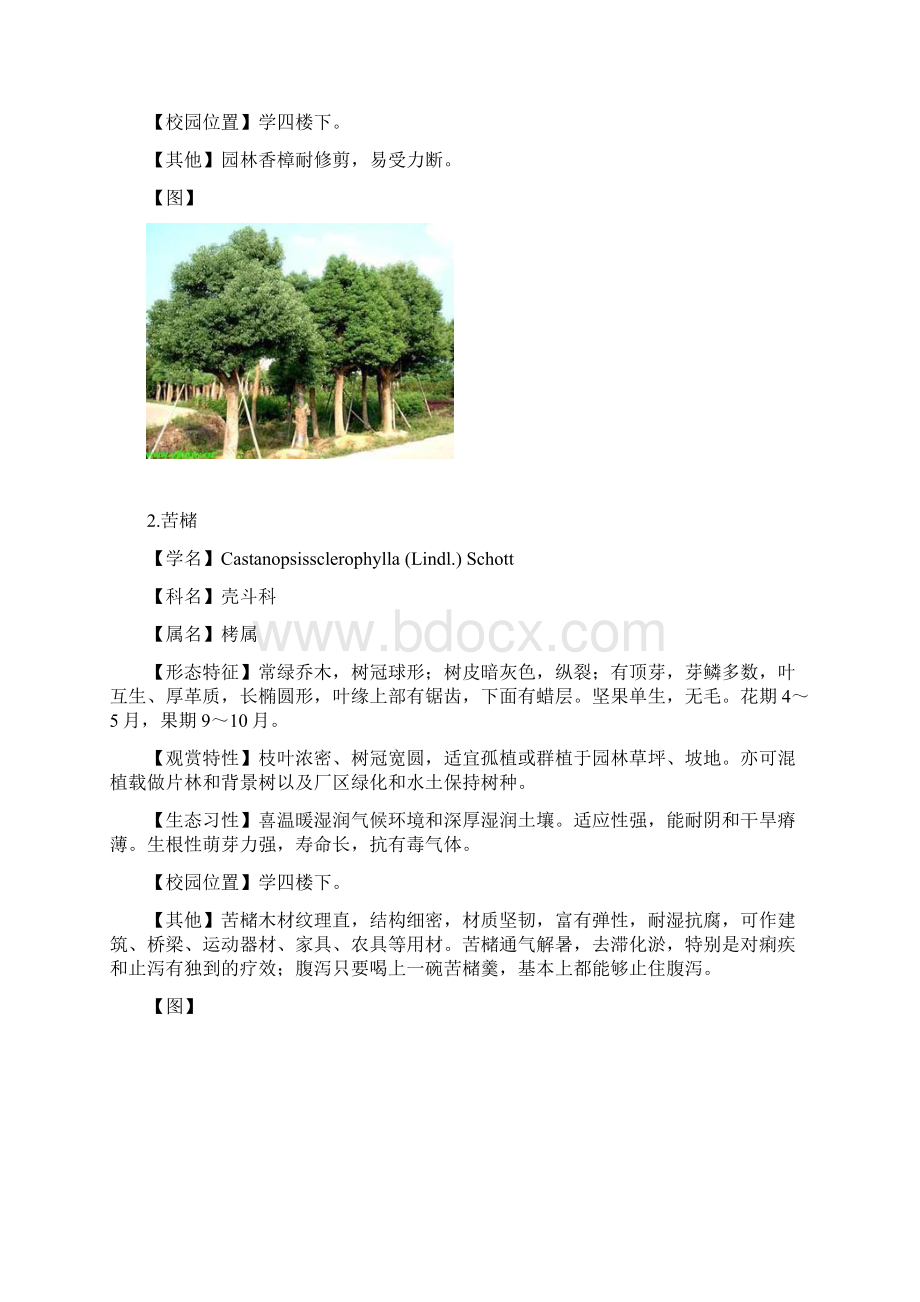 植物20种.docx_第2页