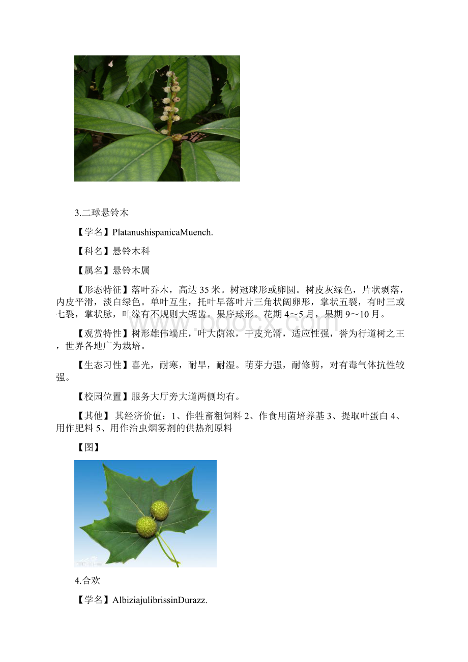 植物20种.docx_第3页