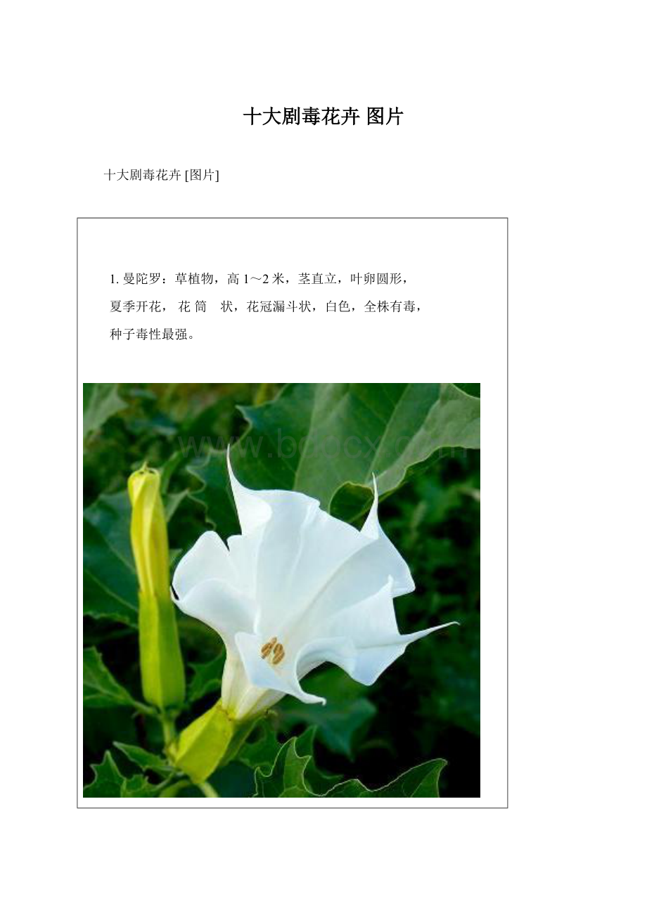 十大剧毒花卉 图片Word文档格式.docx