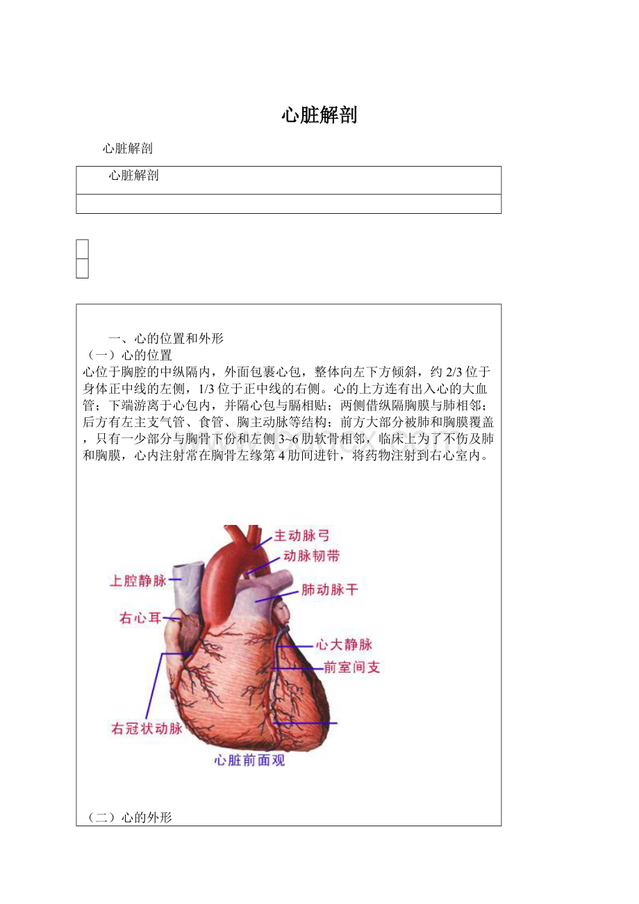 心脏解剖.docx_第1页