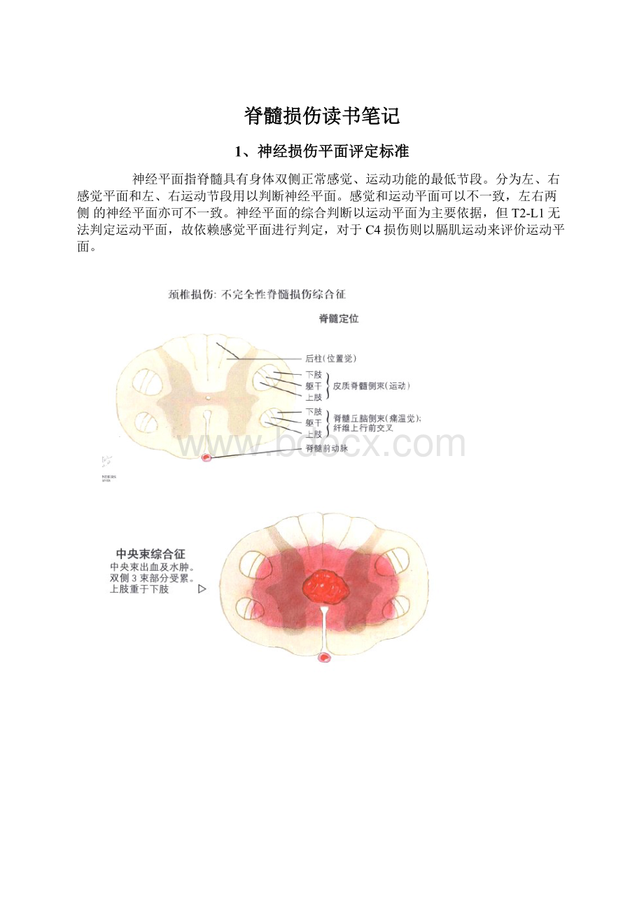 脊髓损伤读书笔记Word文档格式.docx_第1页