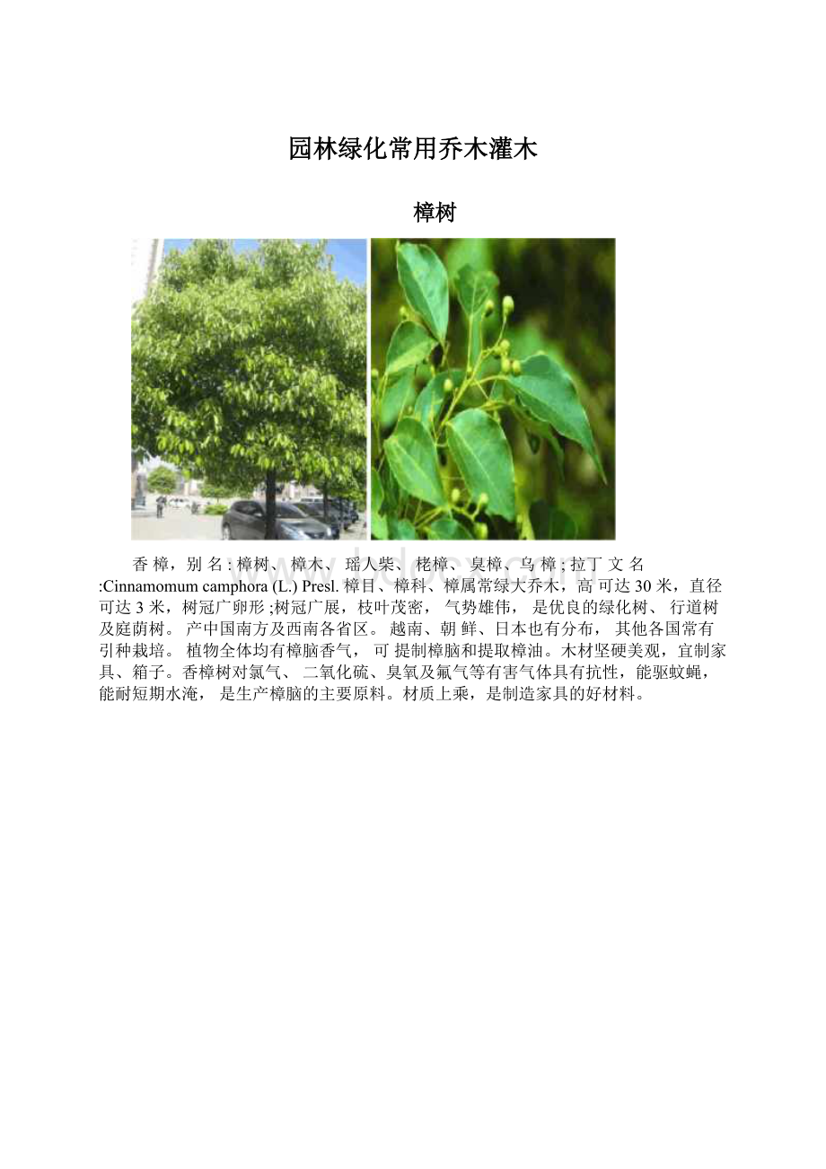 园林绿化常用乔木灌木.docx_第1页