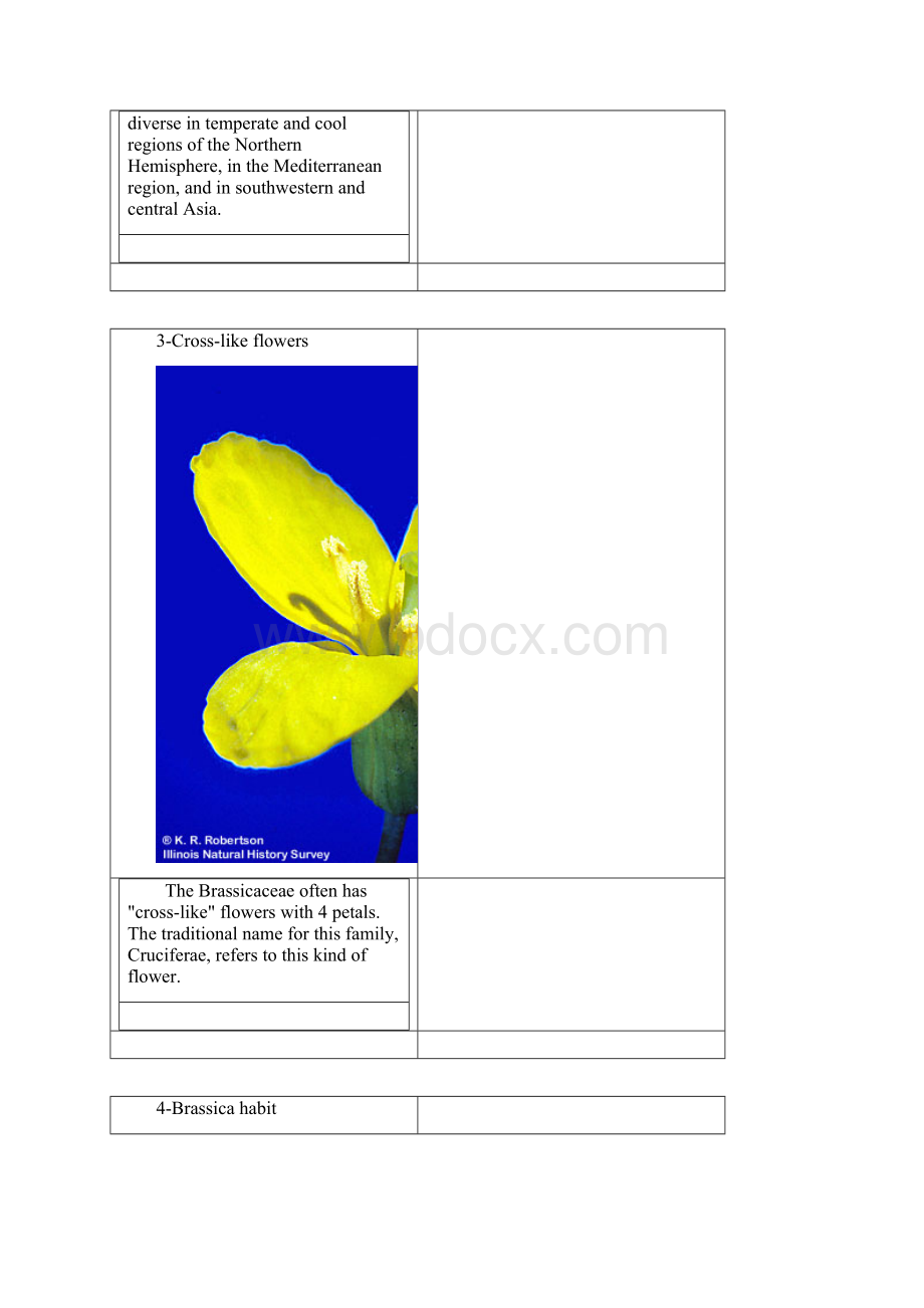 十字花科Brassicaceae文档格式.docx_第2页