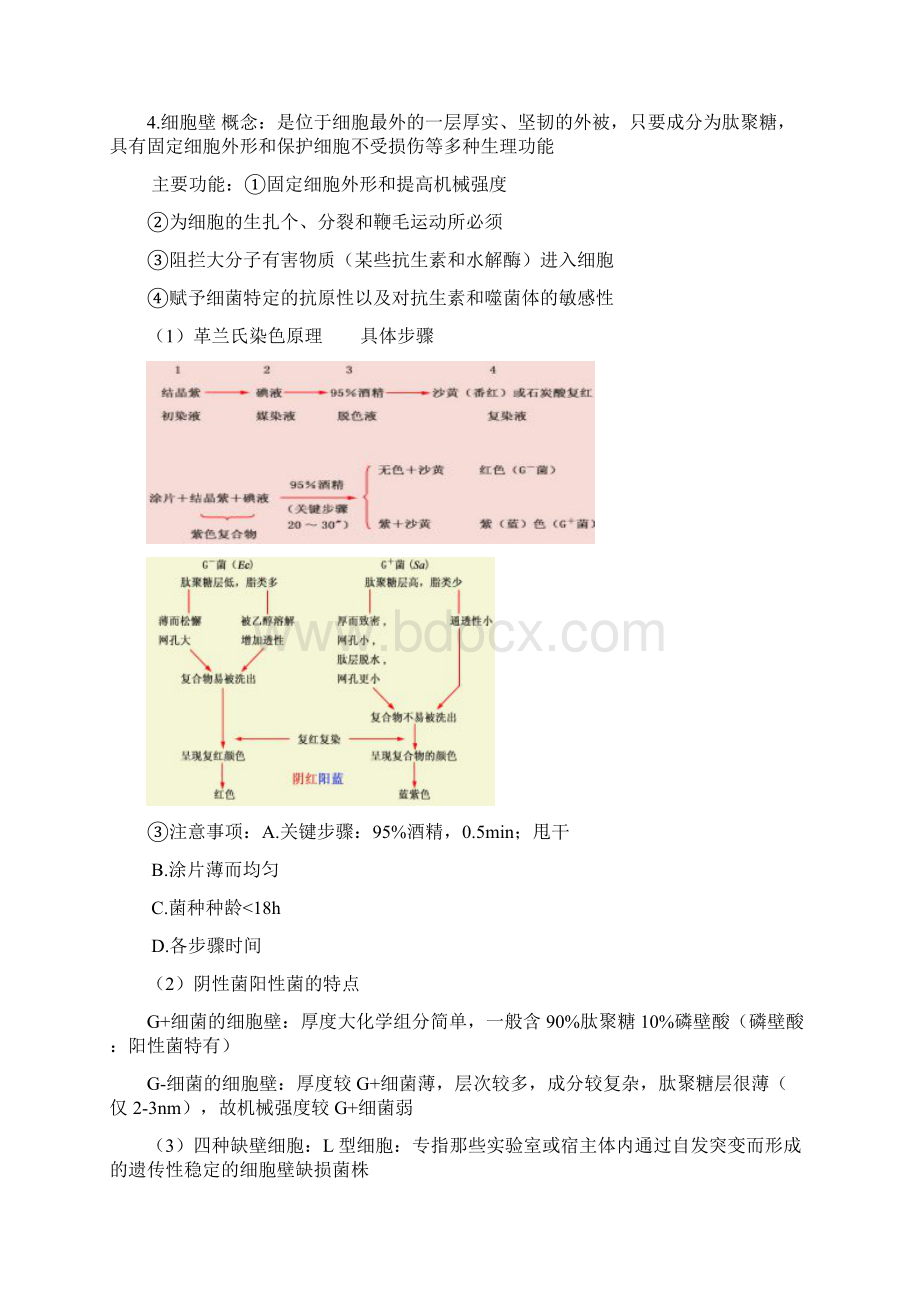 微生物重点复习资料微生物学教程周德庆参考模板Word文件下载.docx_第2页