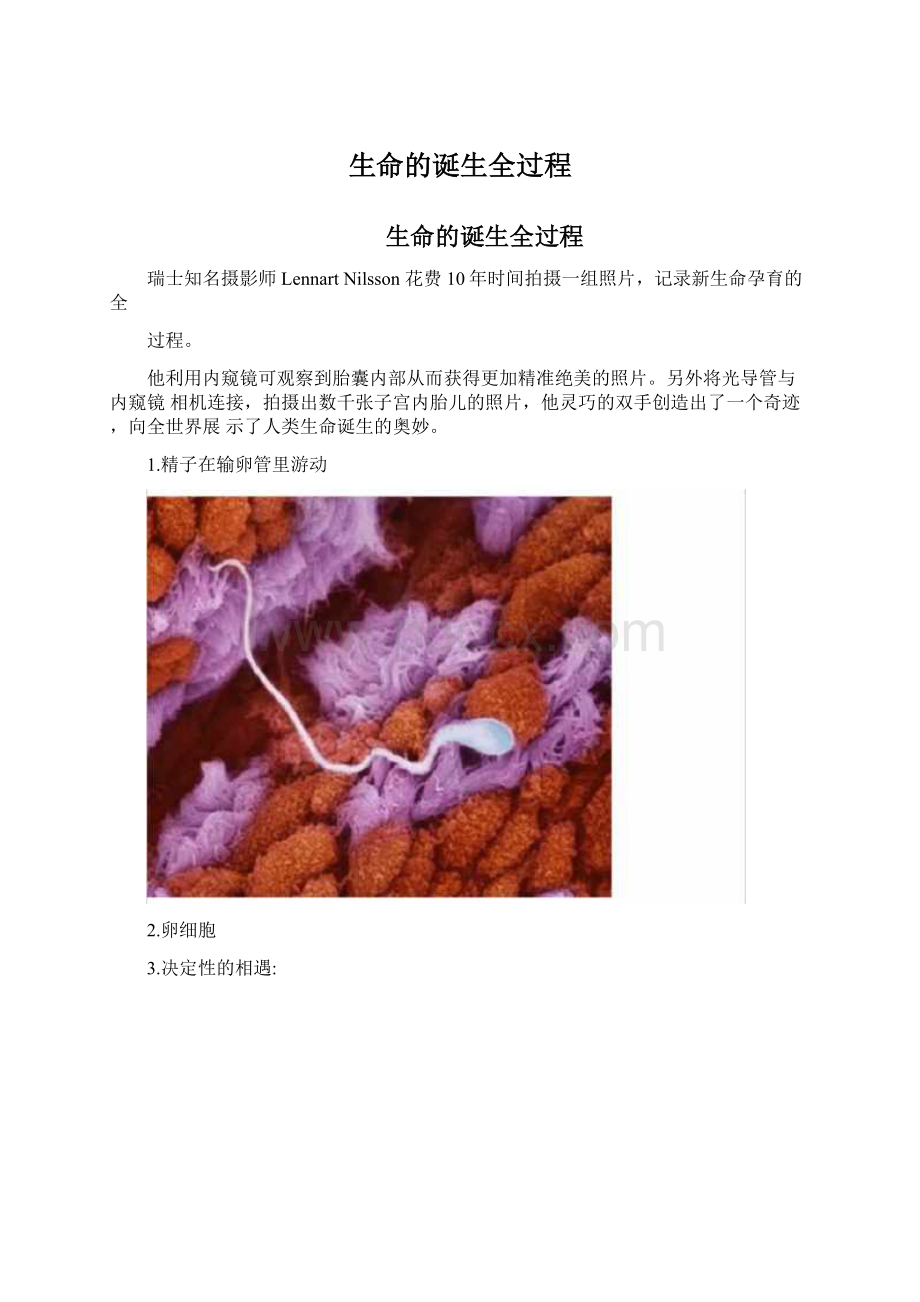 生命的诞生全过程.docx