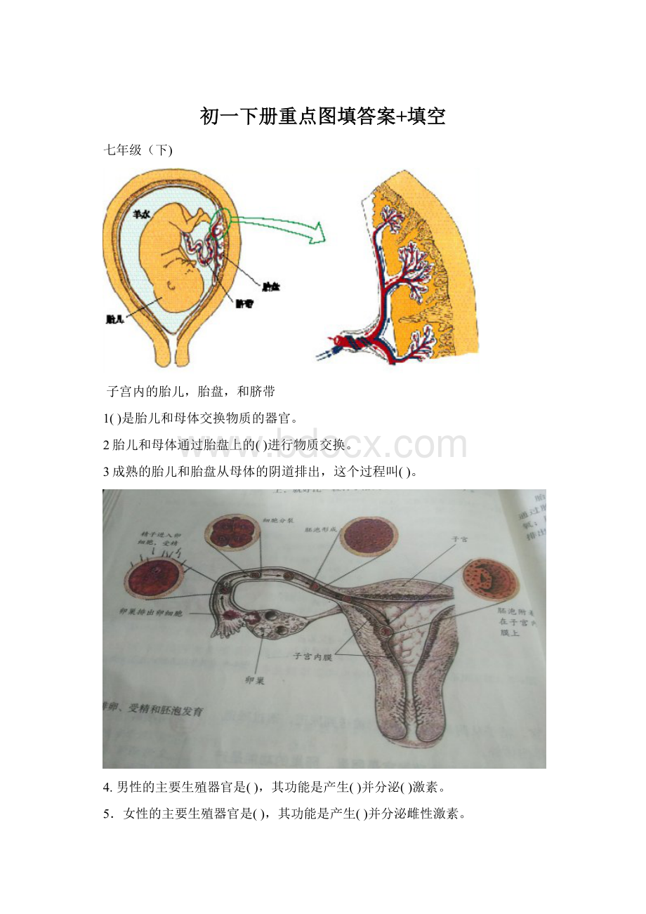 初一下册重点图填答案+填空Word文档格式.docx