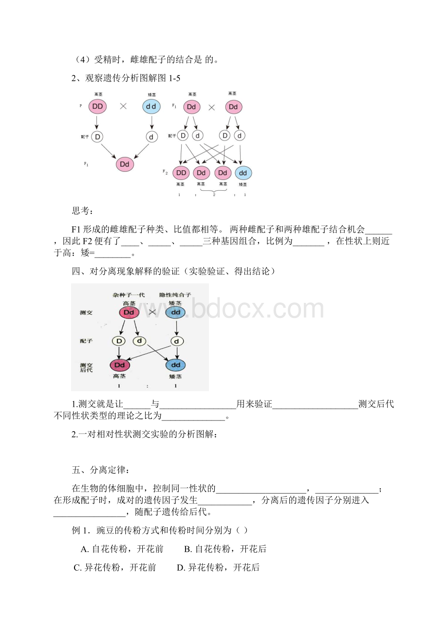 高中生物《孟德尔的豌豆杂交实验一》教案3 新人教版必修2.docx_第3页