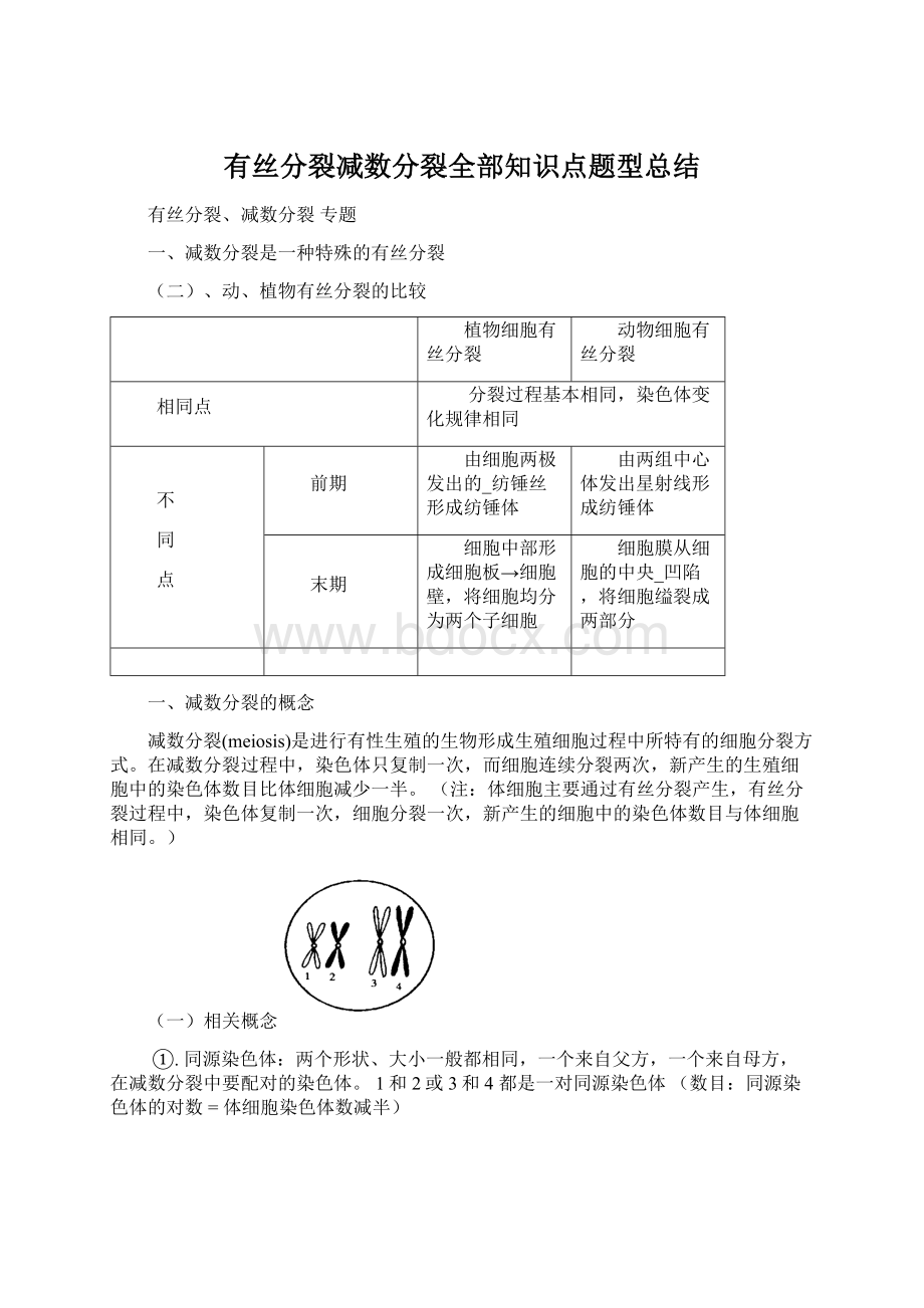 有丝分裂减数分裂全部知识点题型总结Word文档格式.docx