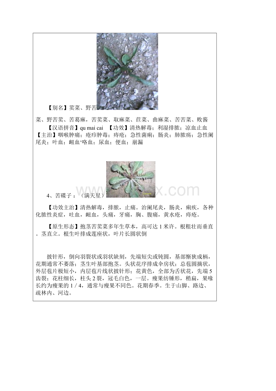 这能找到的野菜的功效和吃法Word格式文档下载.docx_第3页