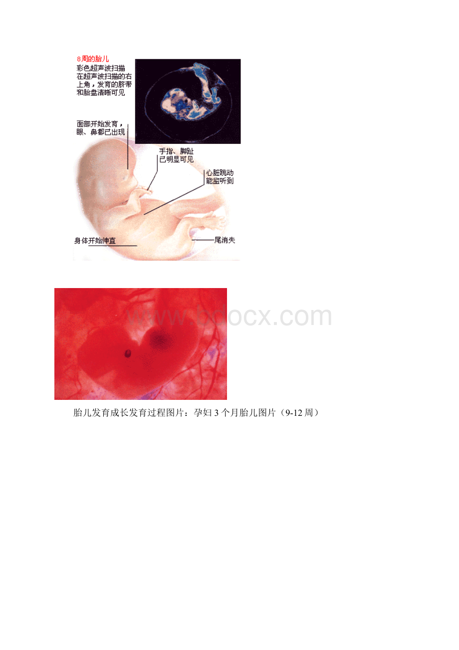 胎儿1到10个月发育过程图.docx_第2页