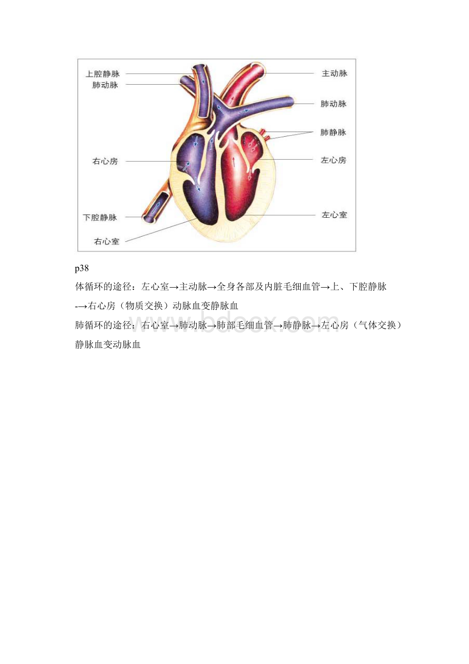 最新七年级下册生物图.docx_第3页