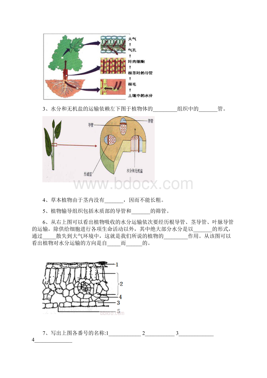 湖南省衡阳县夏明翰中学届中考生物复习专题四 绿色植物的三大生理作用无答案.docx_第2页