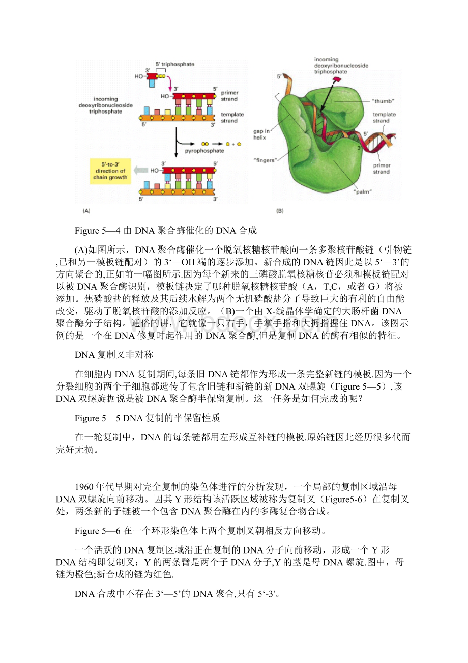 DNA的复制机制.docx_第2页