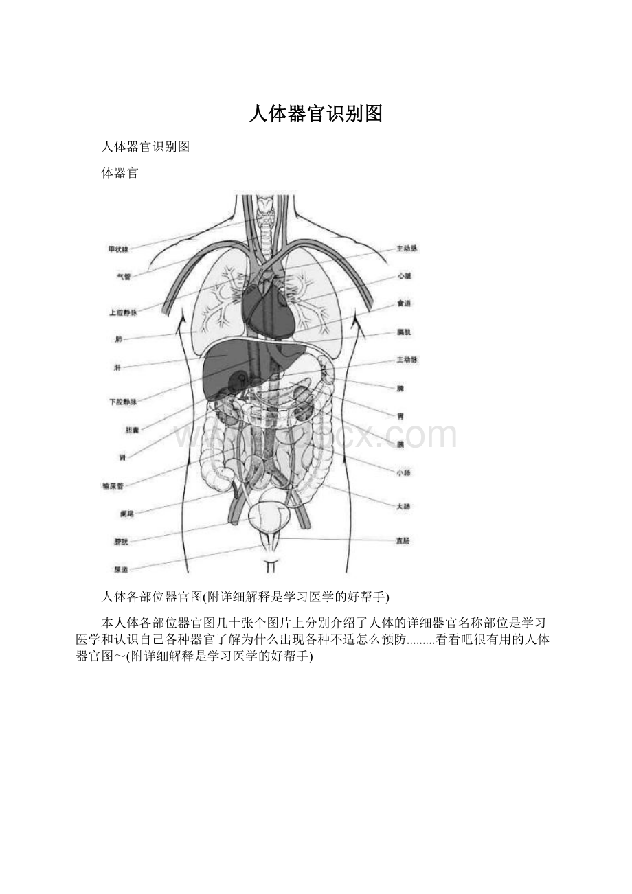 人体器官识别图Word格式.docx_第1页