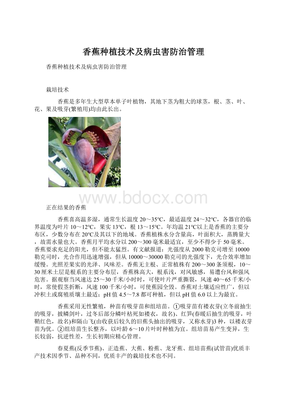 香蕉种植技术及病虫害防治管理.docx_第1页