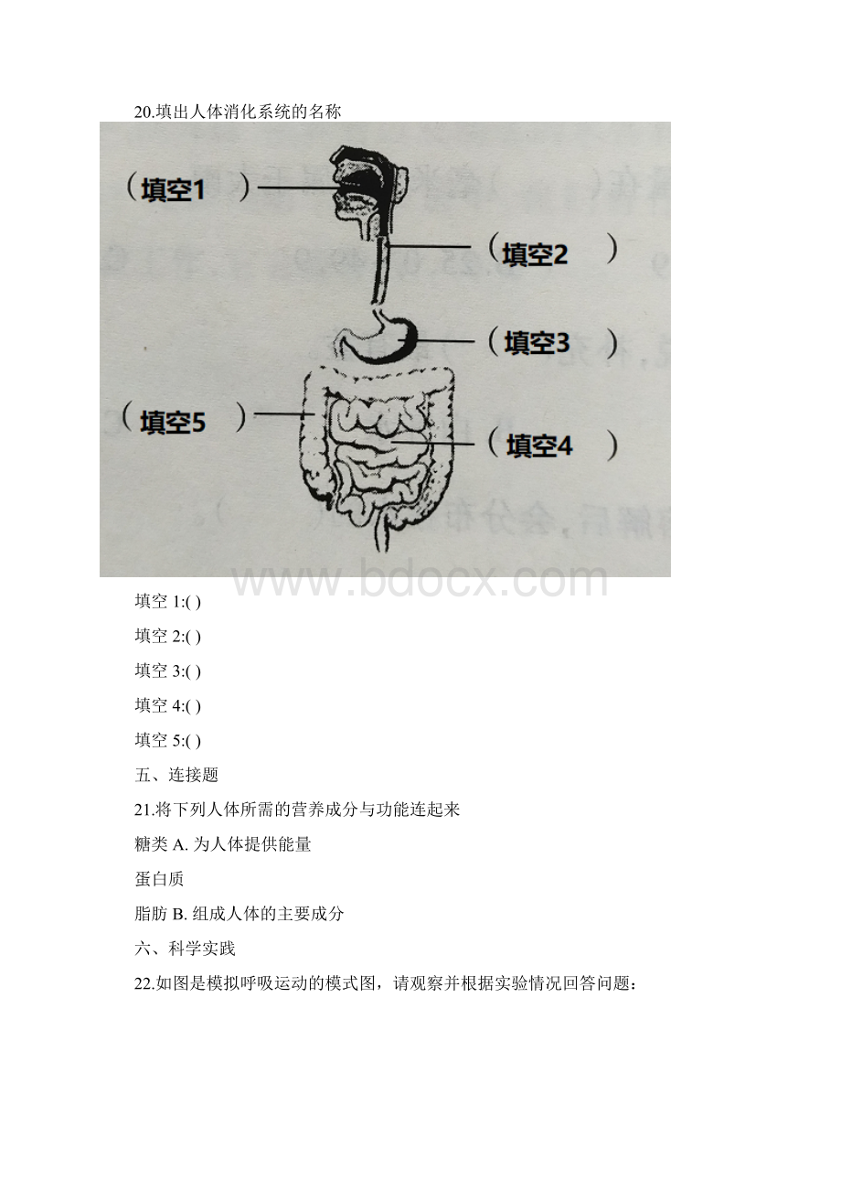 新教材教科版四年级上册科学第二单元呼吸与消化试1.docx_第3页