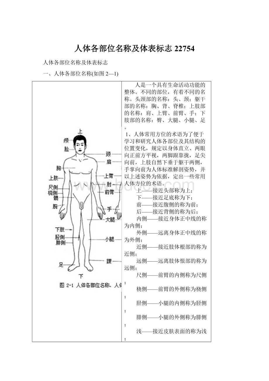 人体各部位名称及体表标志22754Word下载.docx_第1页