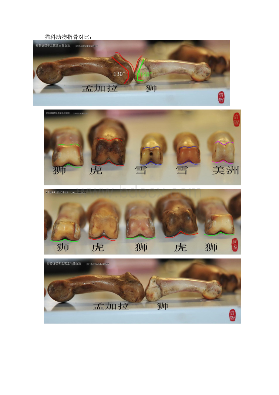 老虎和狮子对比.docx_第3页