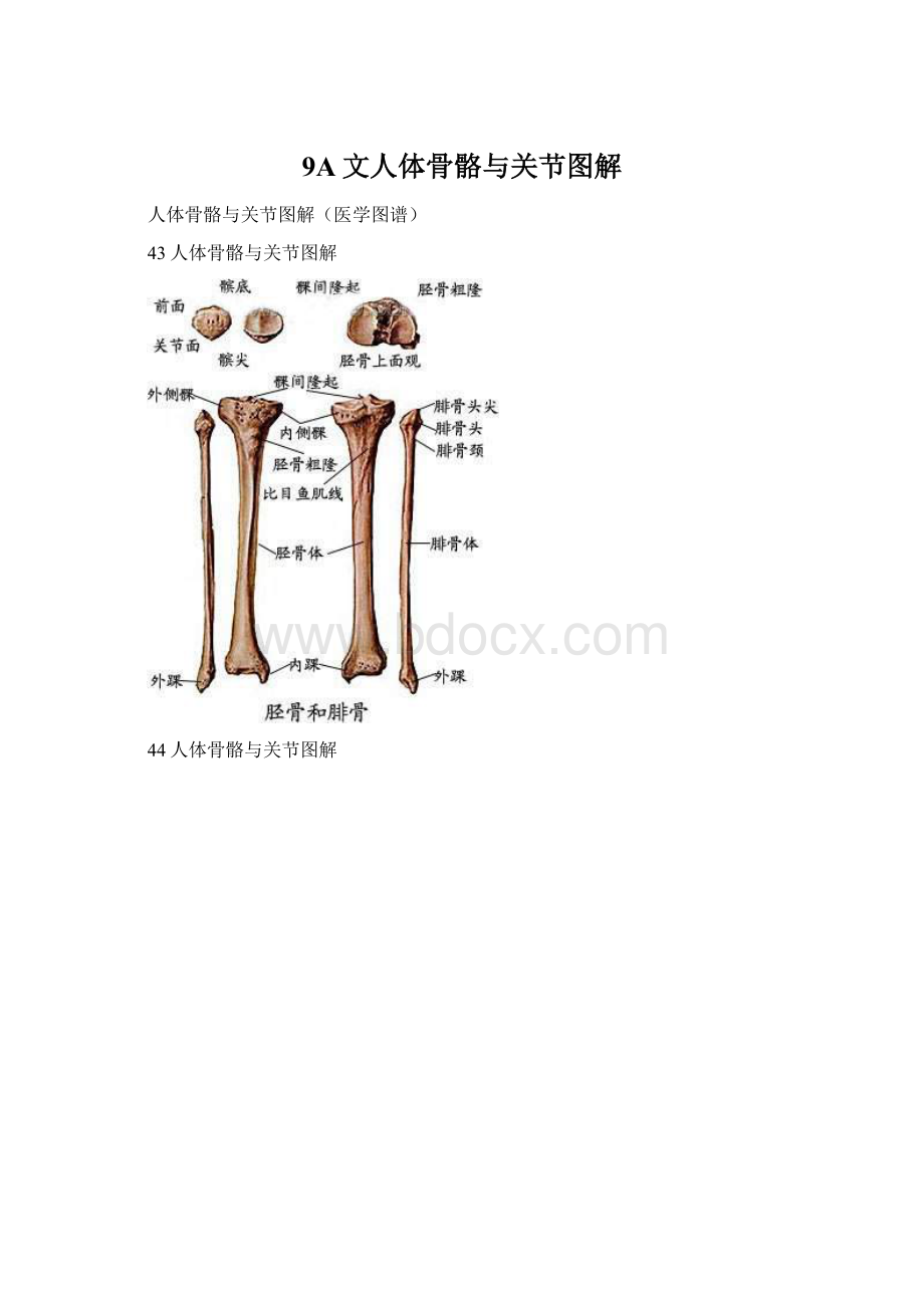 9A文人体骨骼与关节图解Word格式.docx