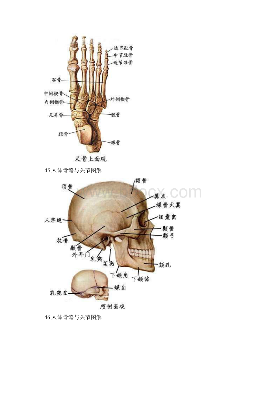 9A文人体骨骼与关节图解.docx_第2页