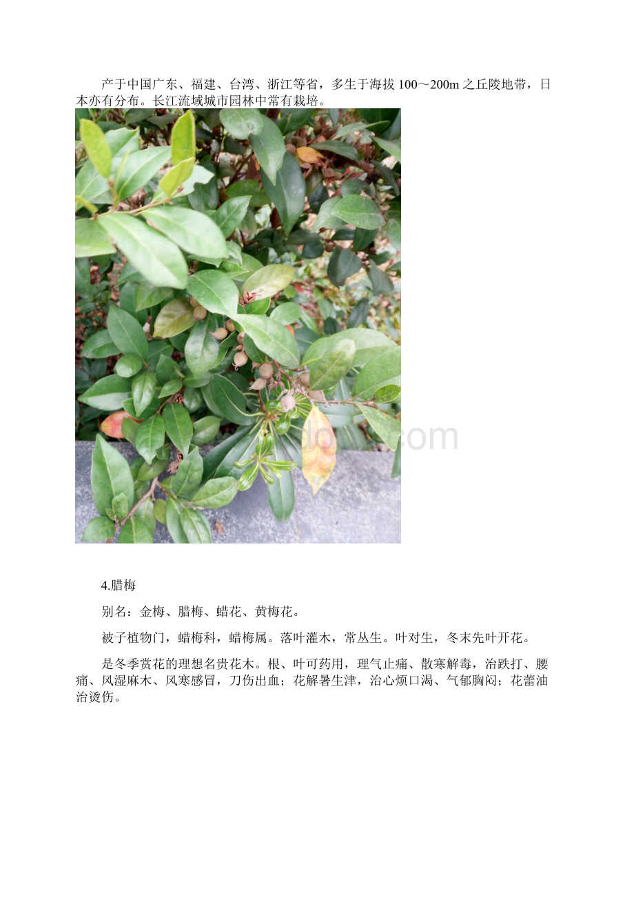 西南地区常见校园植物简识.docx_第3页