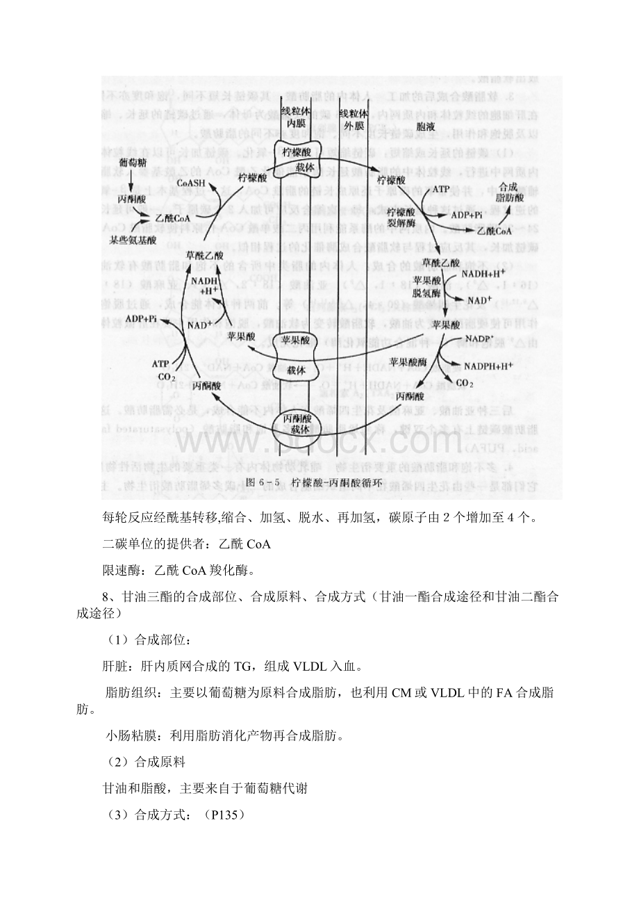 暨南大学生物化学复习绝对重点.docx_第3页