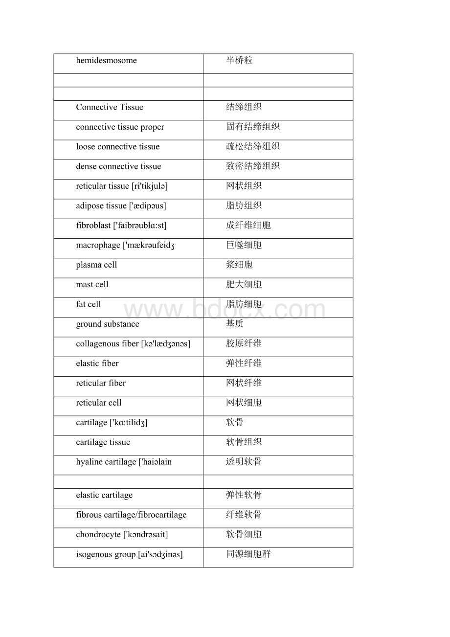 组织学与胚胎学组培英语词汇表双语Word文档格式.docx_第2页