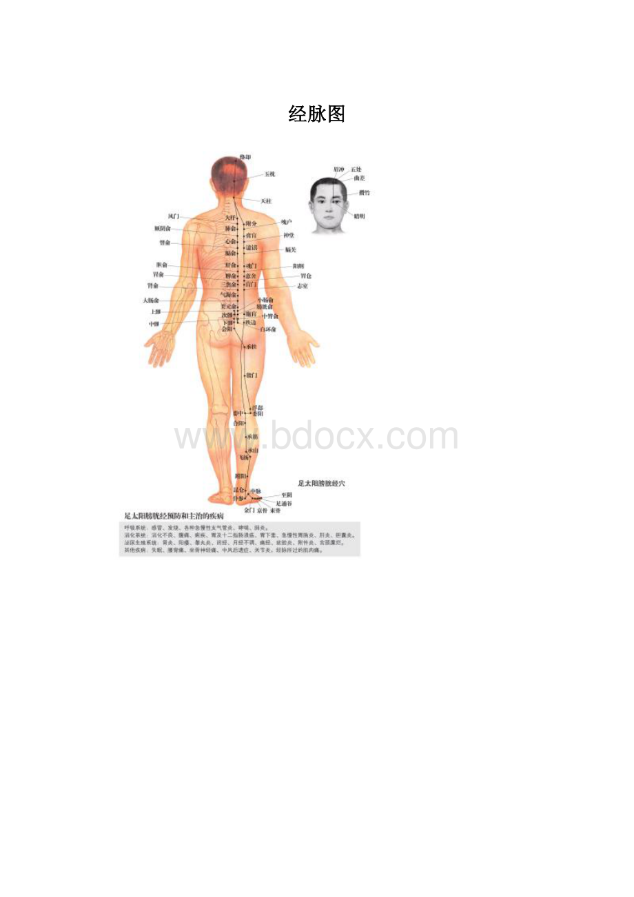 经脉图文档格式.docx