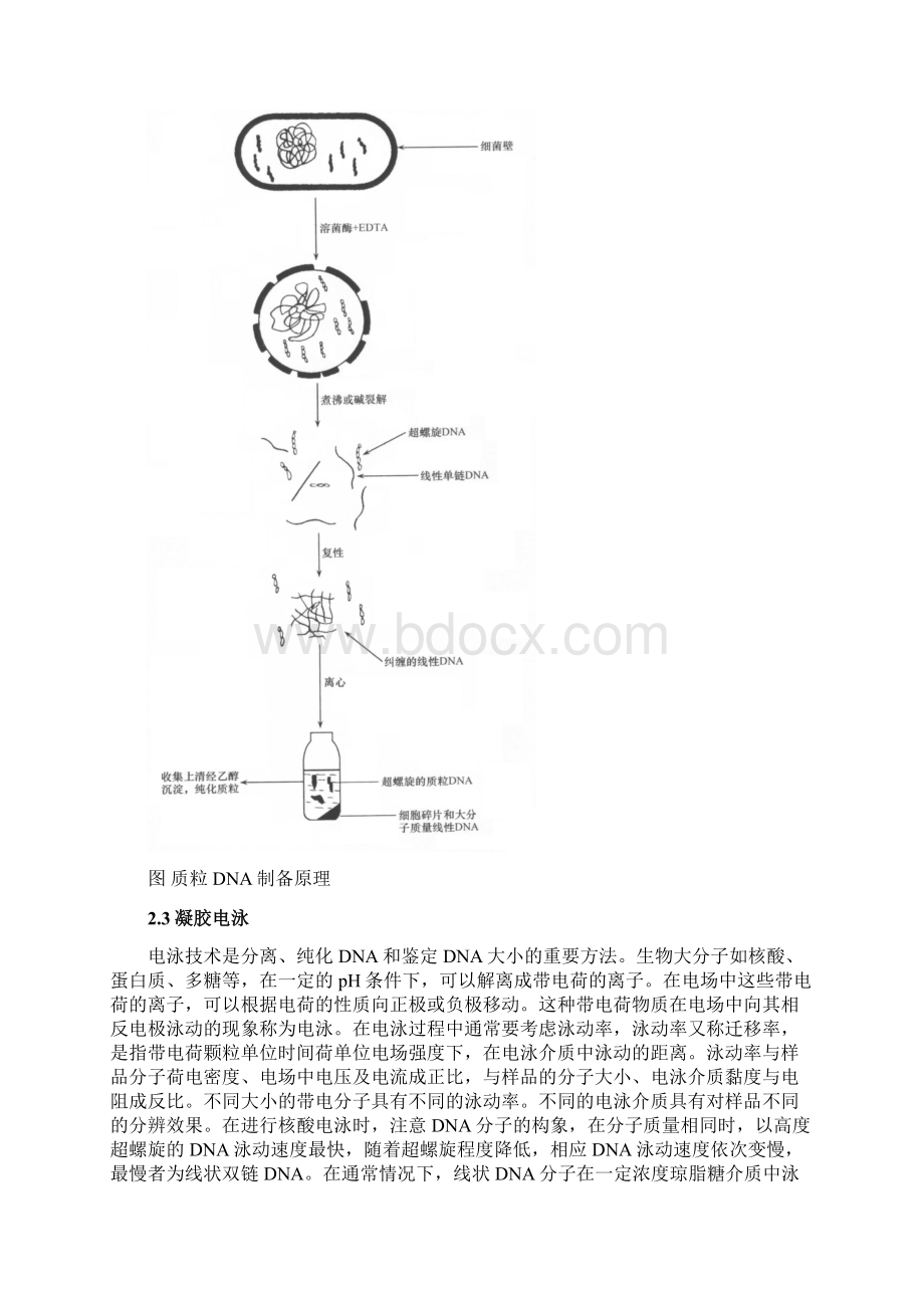 实验11质粒DNA的提取与琼脂糖凝胶电泳修改.docx_第3页