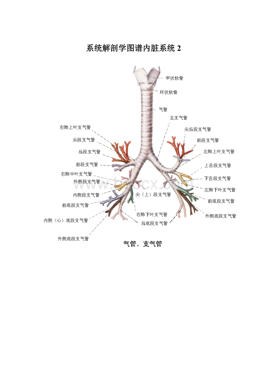 系统解剖学图谱内脏系统2文档格式.docx