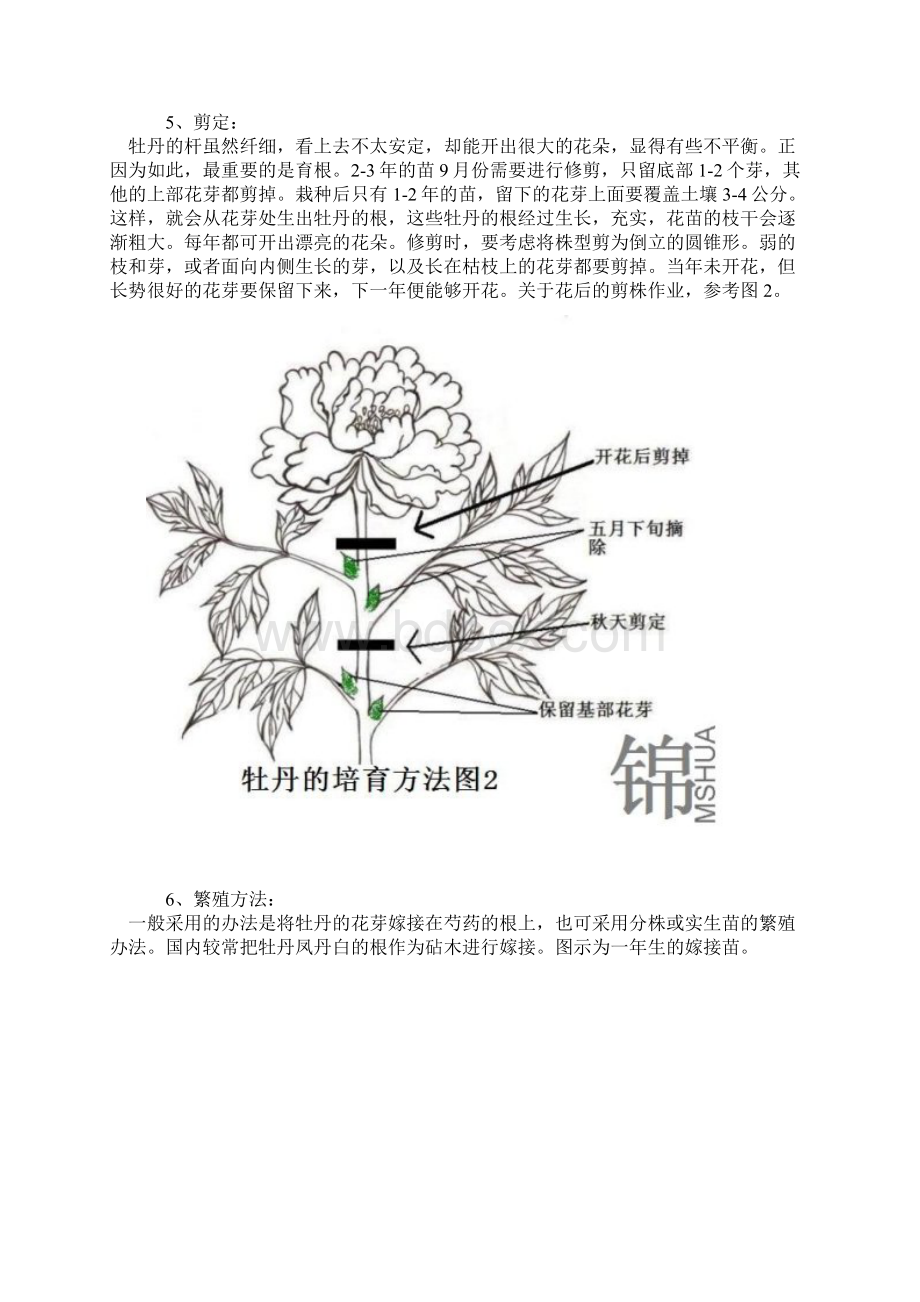 牡丹的栽培方法.docx_第3页