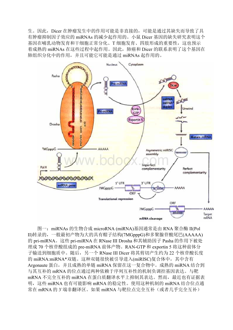 OncomirsmicroRNAs with a role in cancer 翻译稿.docx_第3页
