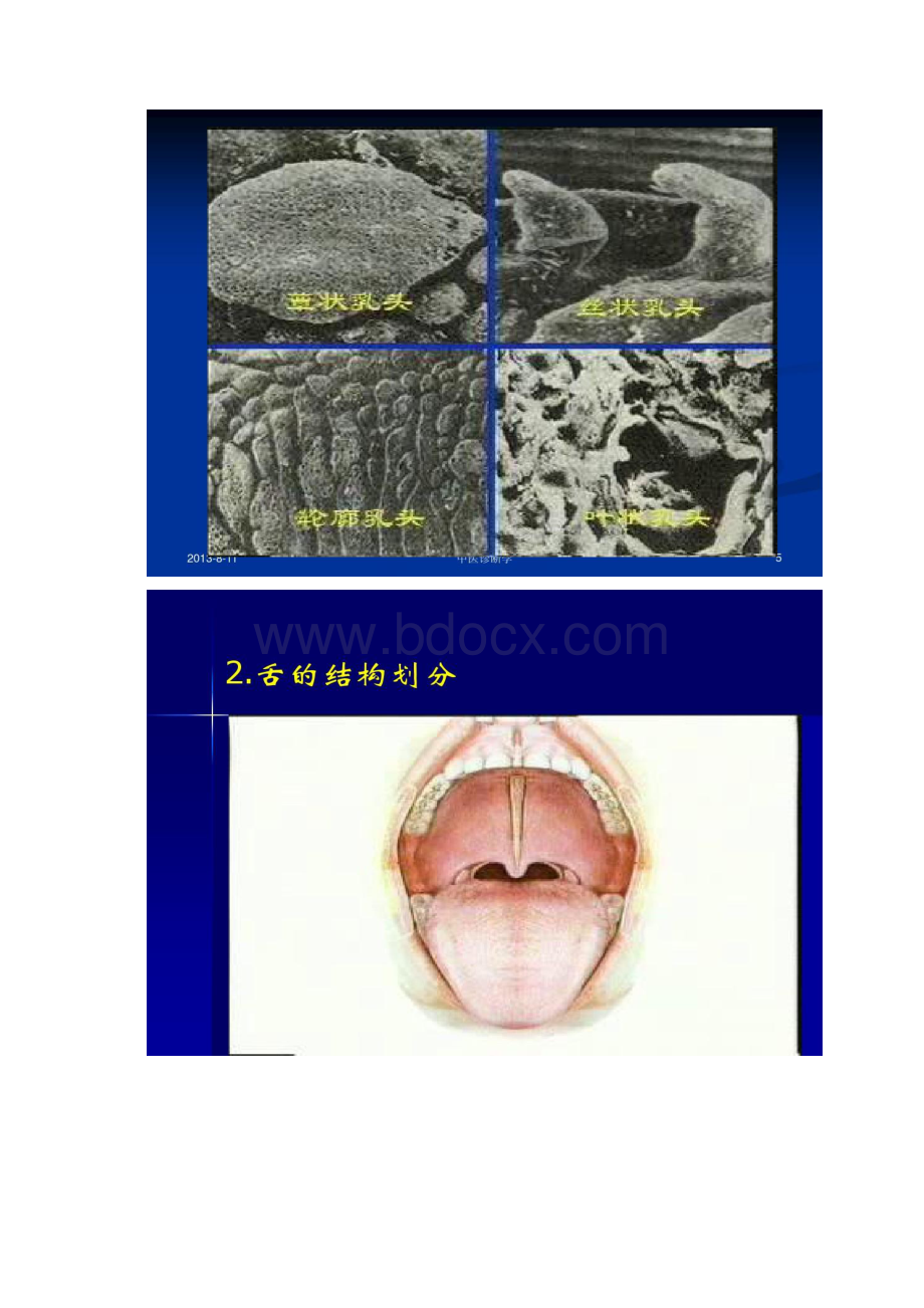 中医诊断学第三章舌诊精.docx_第3页