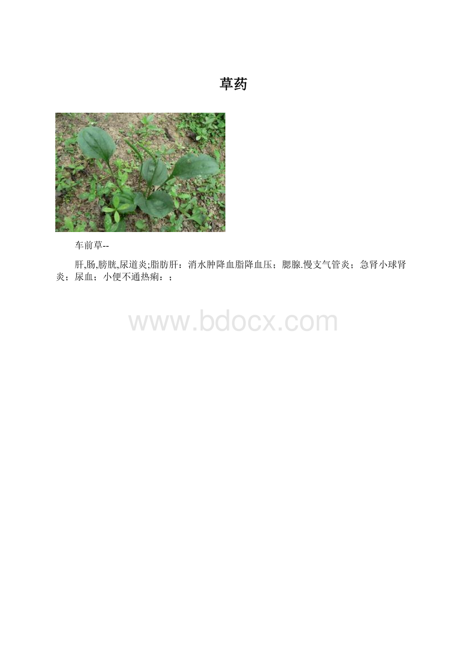 草药Word文档下载推荐.docx_第1页