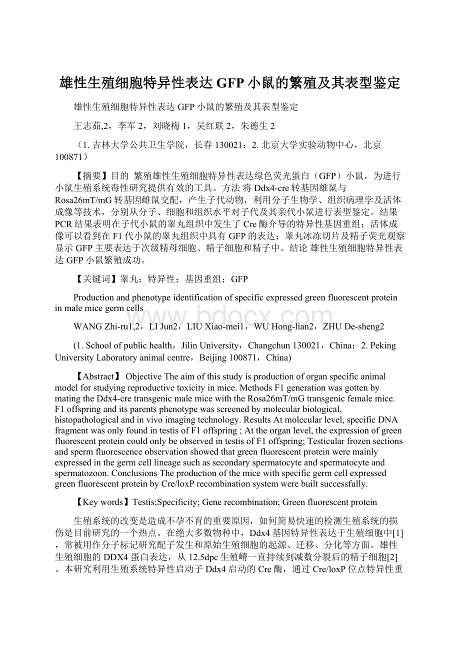 雄性生殖细胞特异性表达GFP小鼠的繁殖及其表型鉴定文档格式.docx