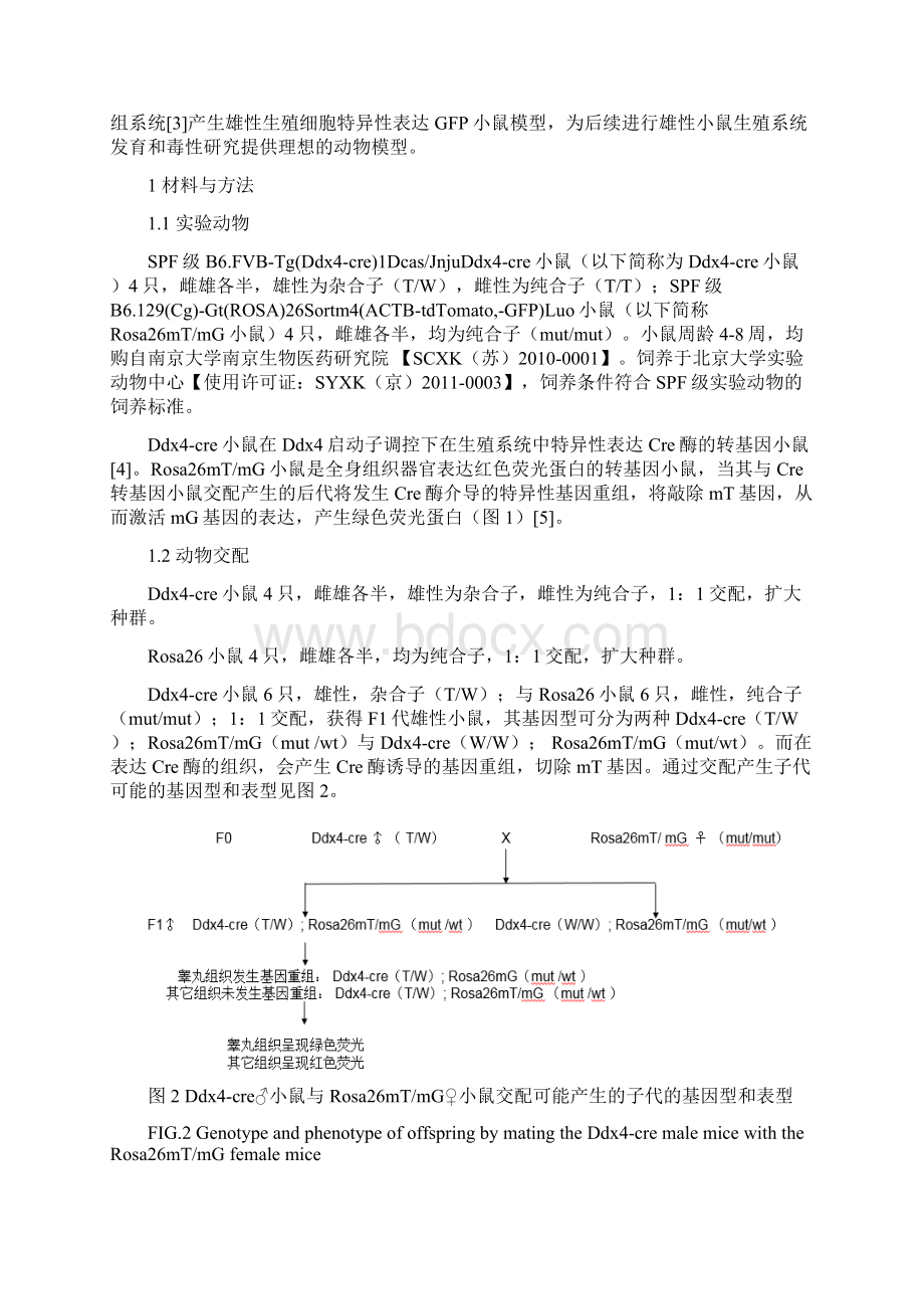 雄性生殖细胞特异性表达GFP小鼠的繁殖及其表型鉴定文档格式.docx_第2页