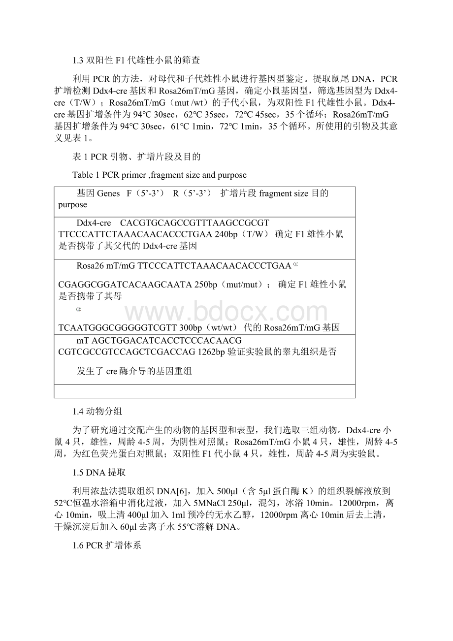 雄性生殖细胞特异性表达GFP小鼠的繁殖及其表型鉴定文档格式.docx_第3页