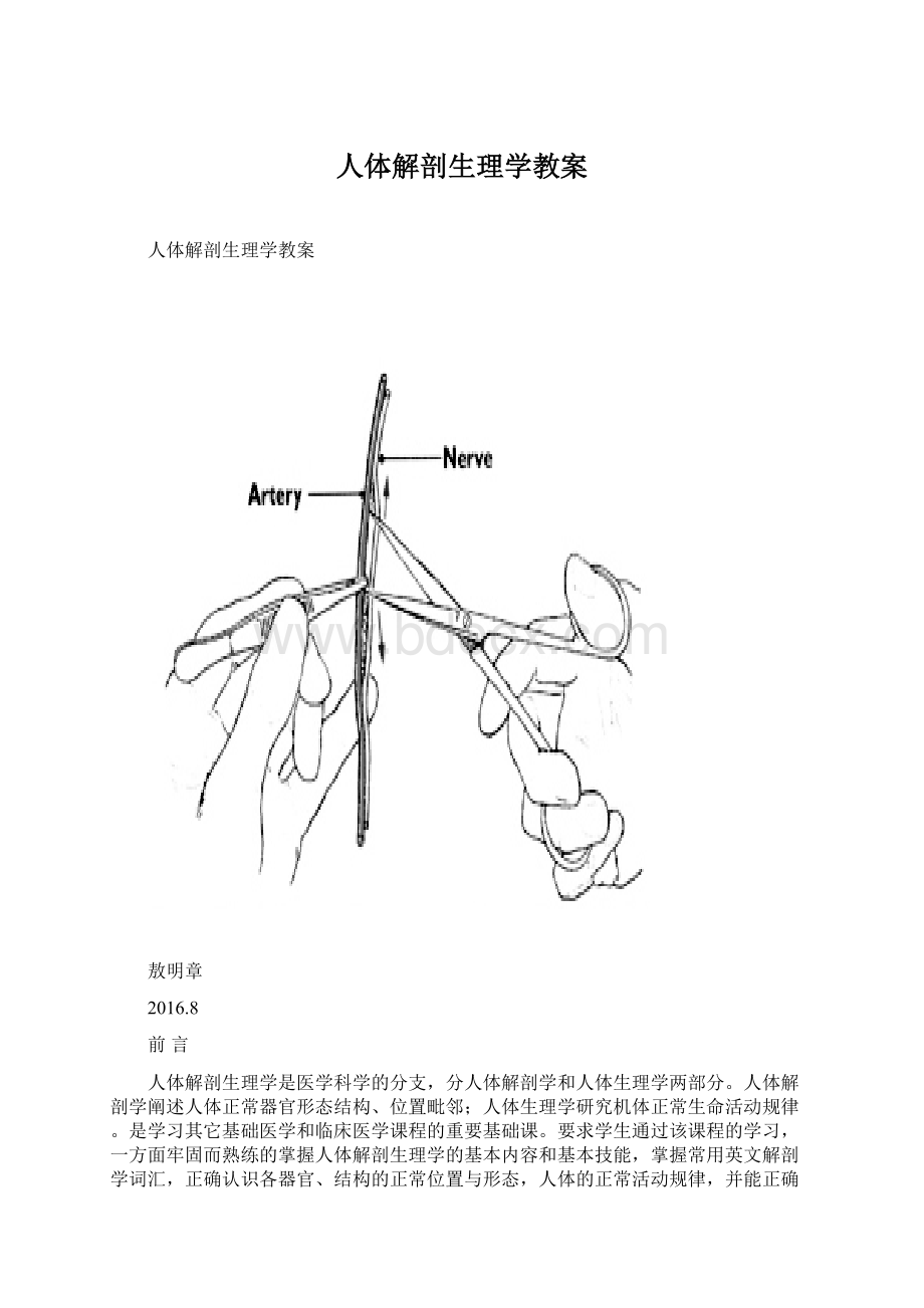 人体解剖生理学教案.docx