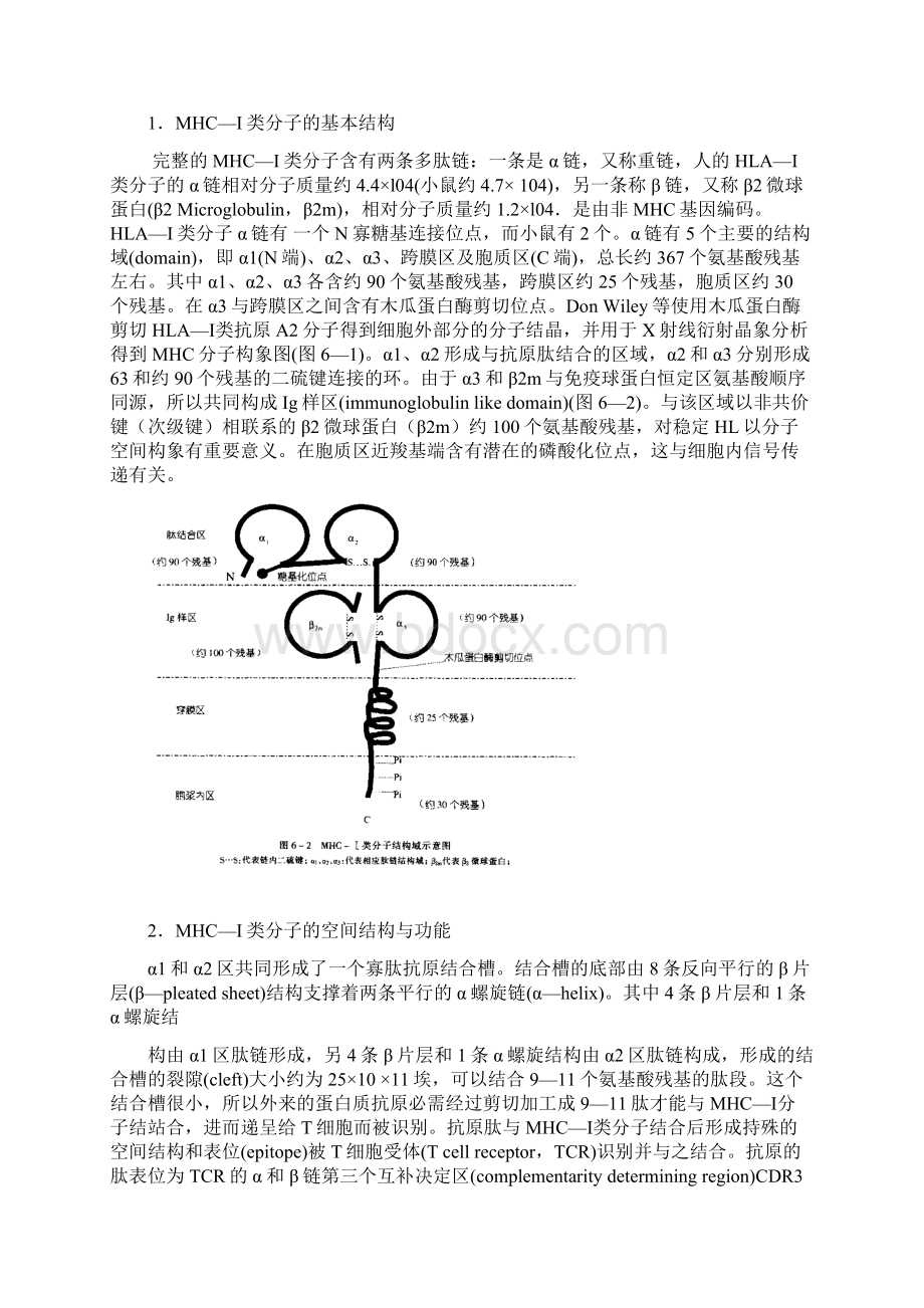 主要组织相容性复合物10Word格式文档下载.docx_第3页