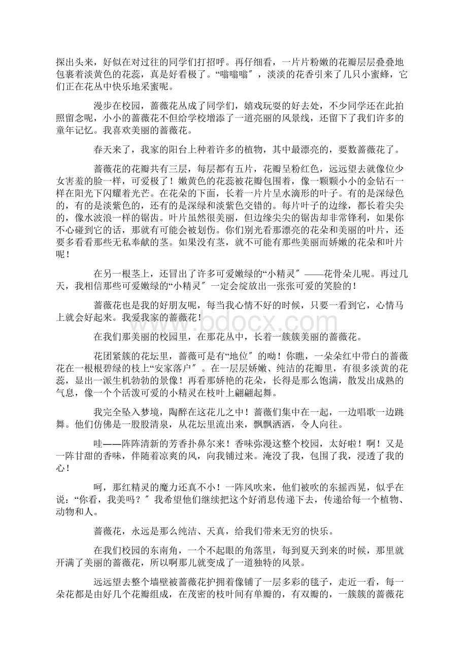 蔷薇花作文精选Word文件下载.docx_第2页