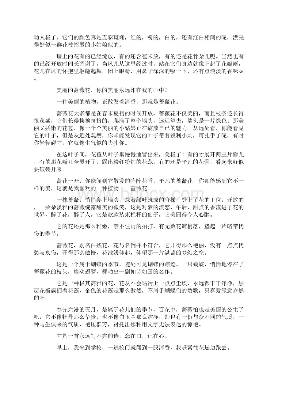 蔷薇花作文精选Word文件下载.docx_第3页