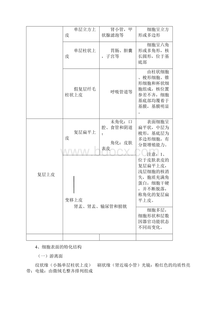 组织胚胎学重点胡敬武.docx_第2页