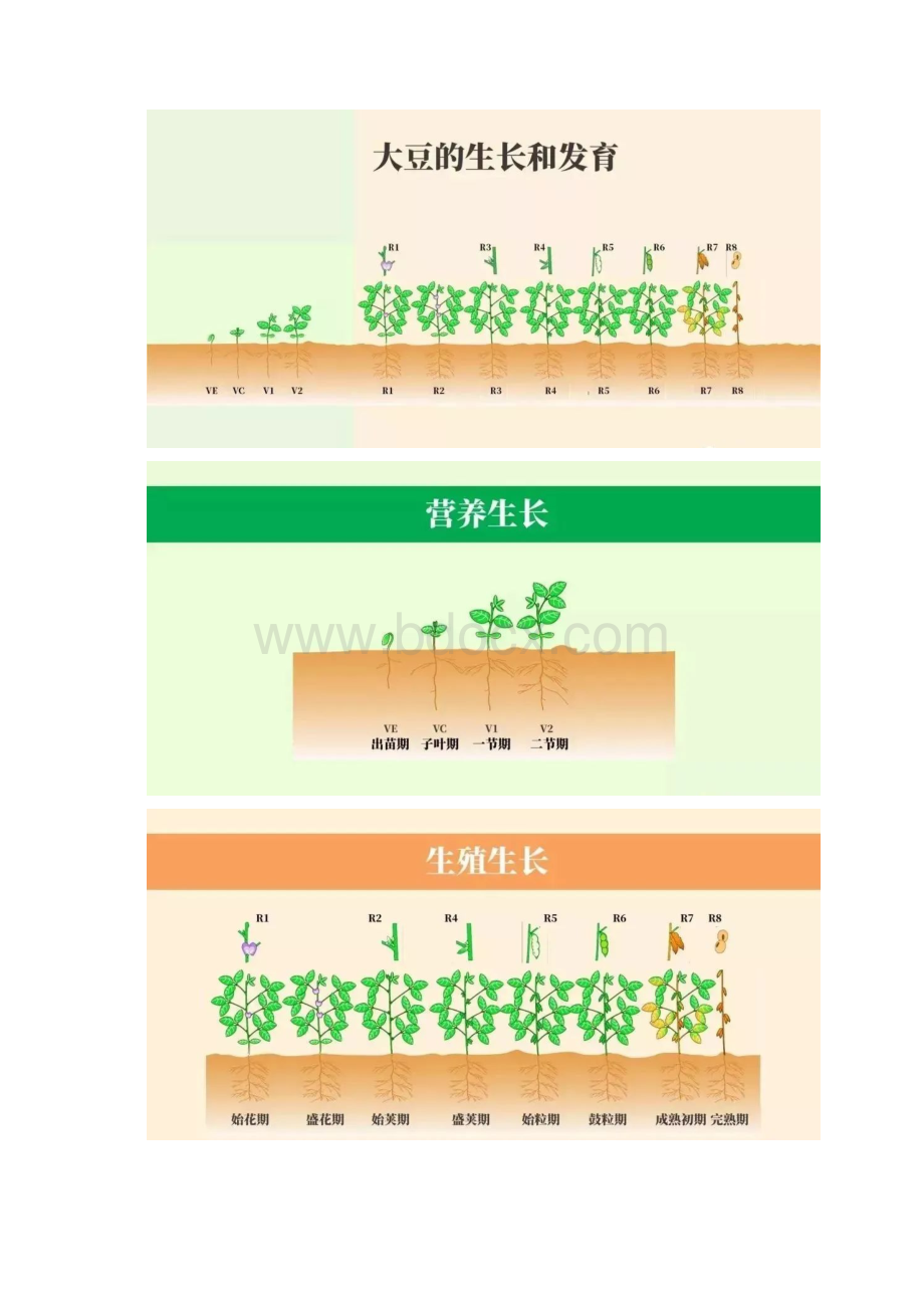 农业大豆的一生高清图谱解析芒种今天.docx_第2页