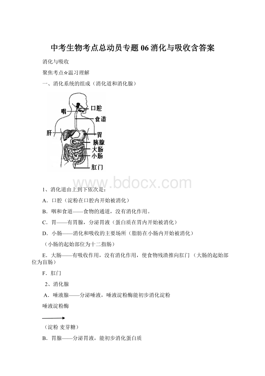 中考生物考点总动员专题06消化与吸收含答案Word文件下载.docx