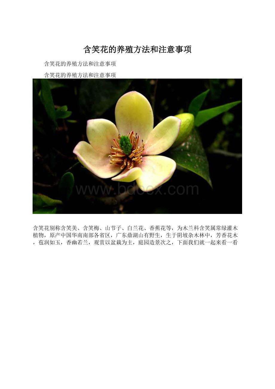 含笑花的养殖方法和注意事项Word格式文档下载.docx