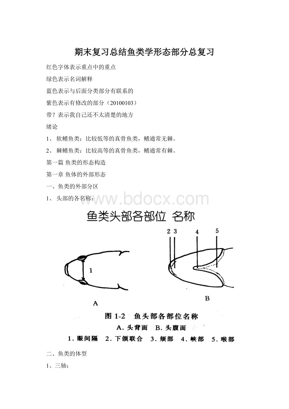 期末复习总结鱼类学形态部分总复习Word格式文档下载.docx