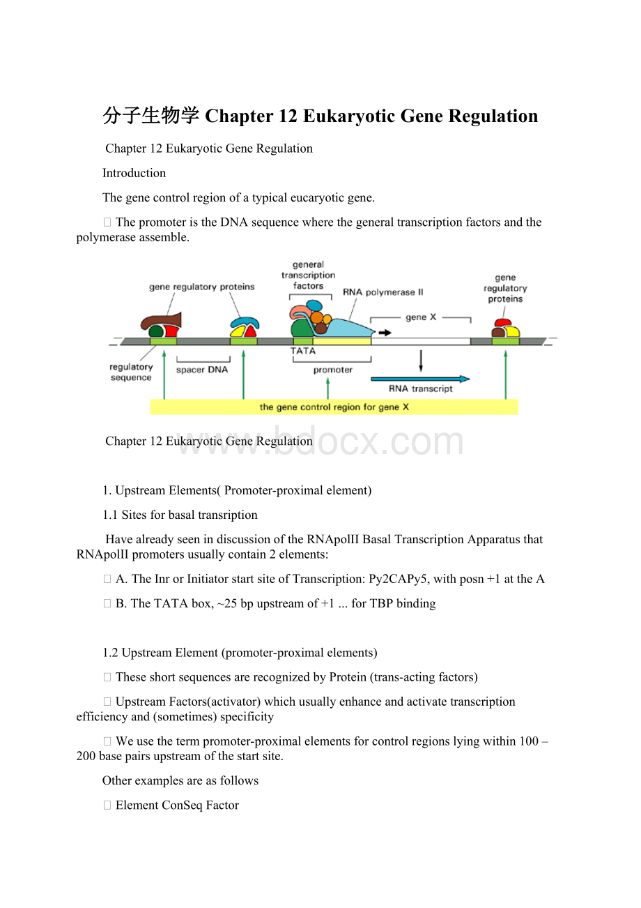 分子生物学Chapter 12 Eukaryotic Gene RegulationWord文档格式.docx